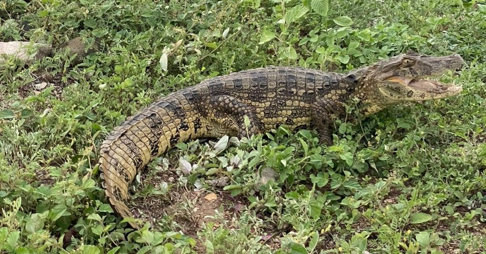 Jacar De Metro Encontrado Em Quintal De Casa Bahia No Ar