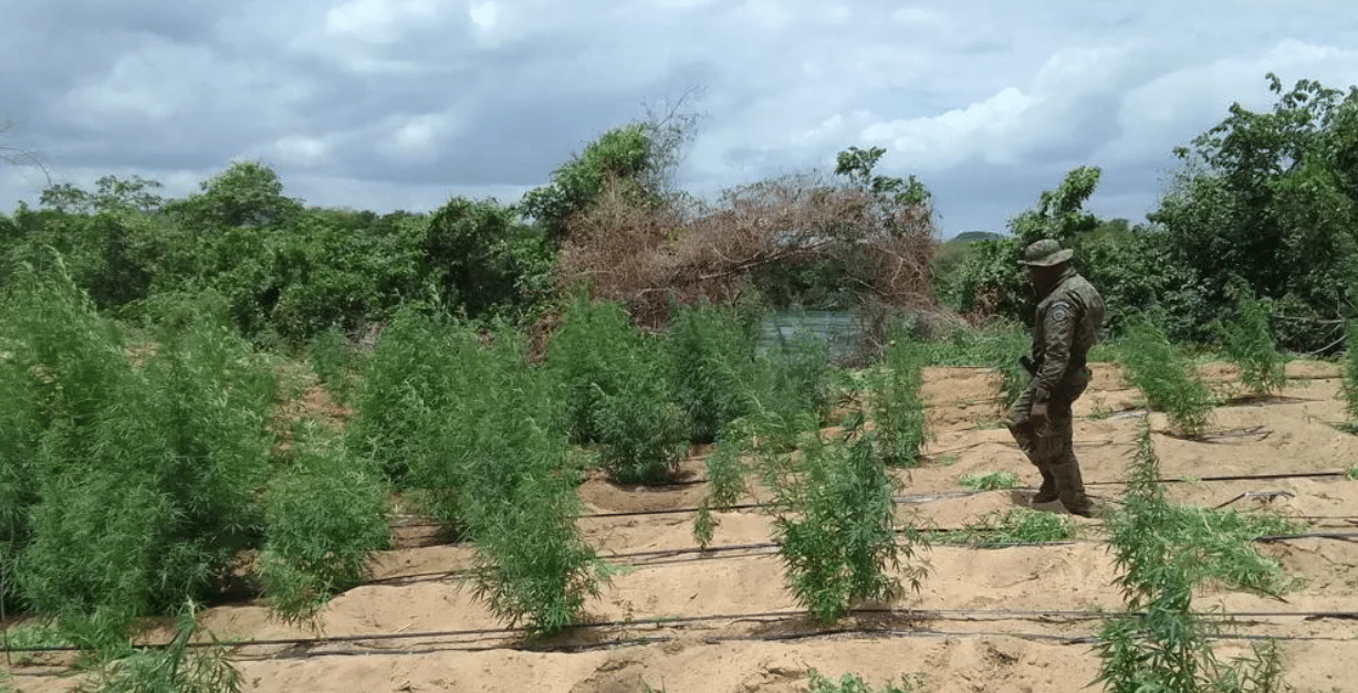 Cerca De Mil P S De Maconha S O Erradicados No Interior