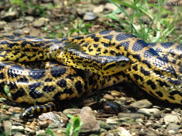 Seis cobras são encontradas em campo de Simões Filho