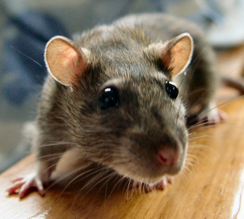 Mulher diz ter encontrado rato em salgadinho da mesma empresa do Toddynho