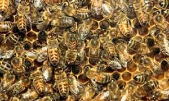 Empresário morre atacado por abelhas em Itamaraju