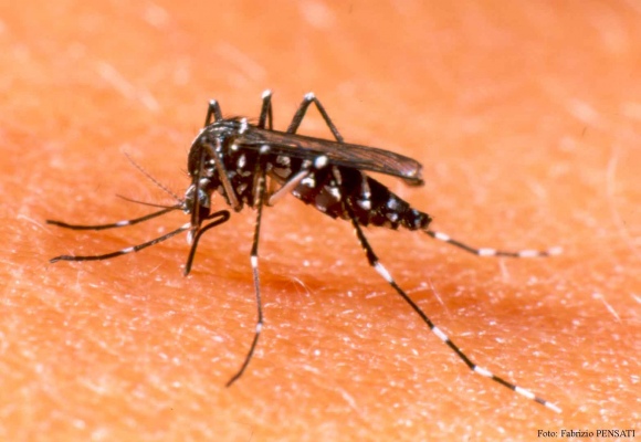 Bahia tenta criar vacina contra a dengue