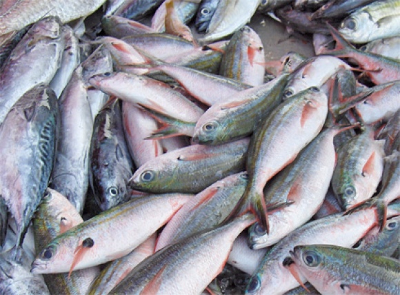 Polícia Rodoviária apreende 455 kg de pescado sem acondicionamento na BR-324