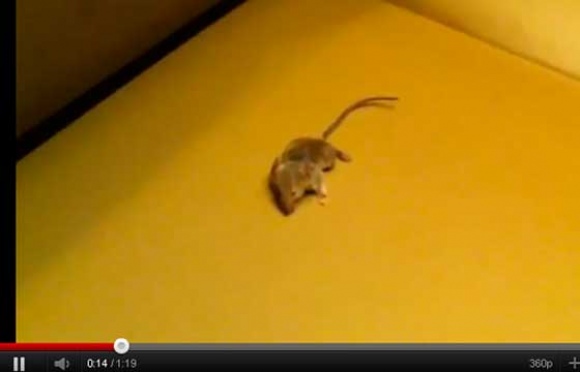 Rato morto é encontrado dentro de McDonald’s em Salvador