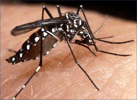 Sesab confirma quase 40 mil casos e 5 mortes por causa da dengue na Bahia