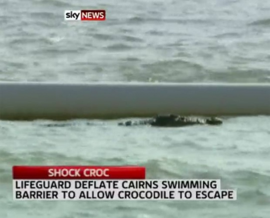 Crocodilo de 2,5 metros é visto em praia popular
