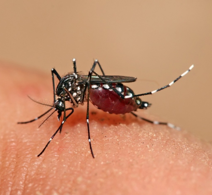  Dia de Mobilização para Combate ao Aedes aegypti acontece neste sábado em todo país