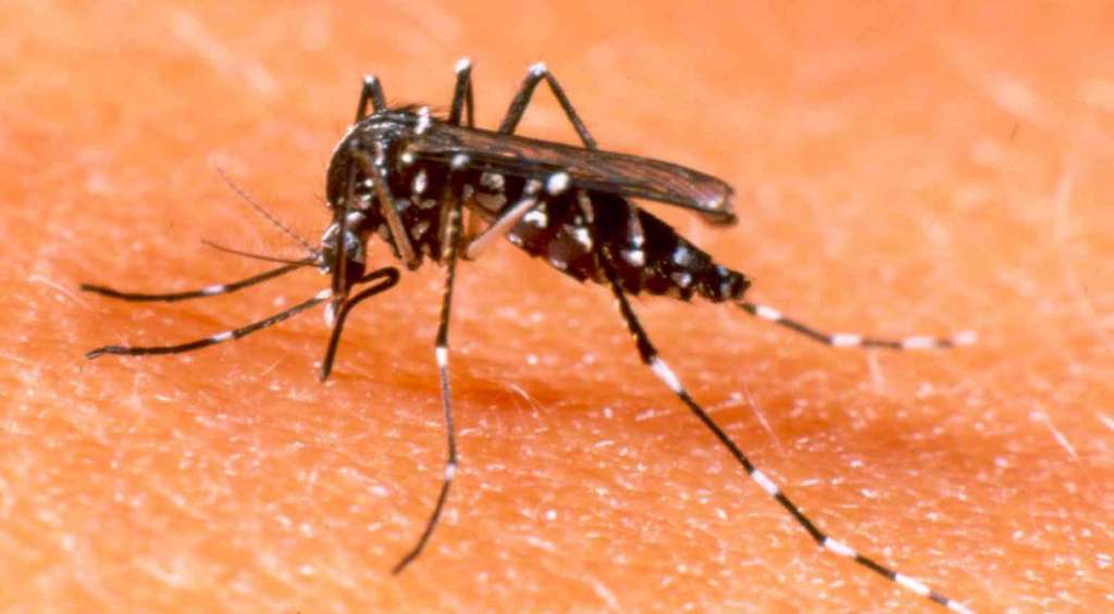 Cresce número de municípios com risco de epidemia de dengue