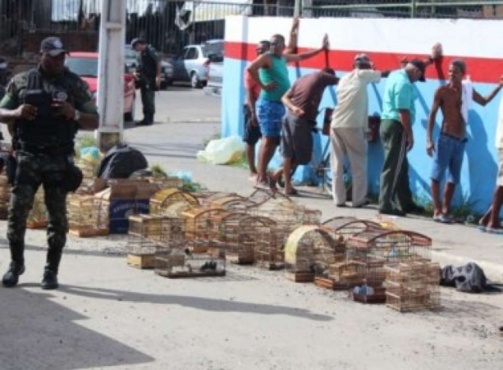 Candeias: Polícia apreende 75 pássaros e leva sete pessoas à delegacia