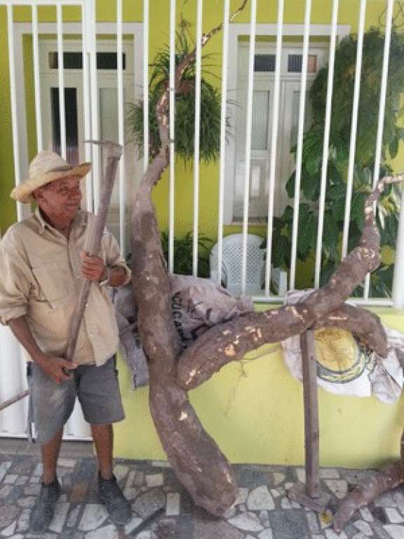 Lavrador colhe mandioca gigante e raiz vira atração no interior da Bahia