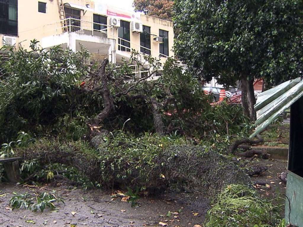 Após árvore cair, Samu fica sem atender pelo número 192 em Salvador