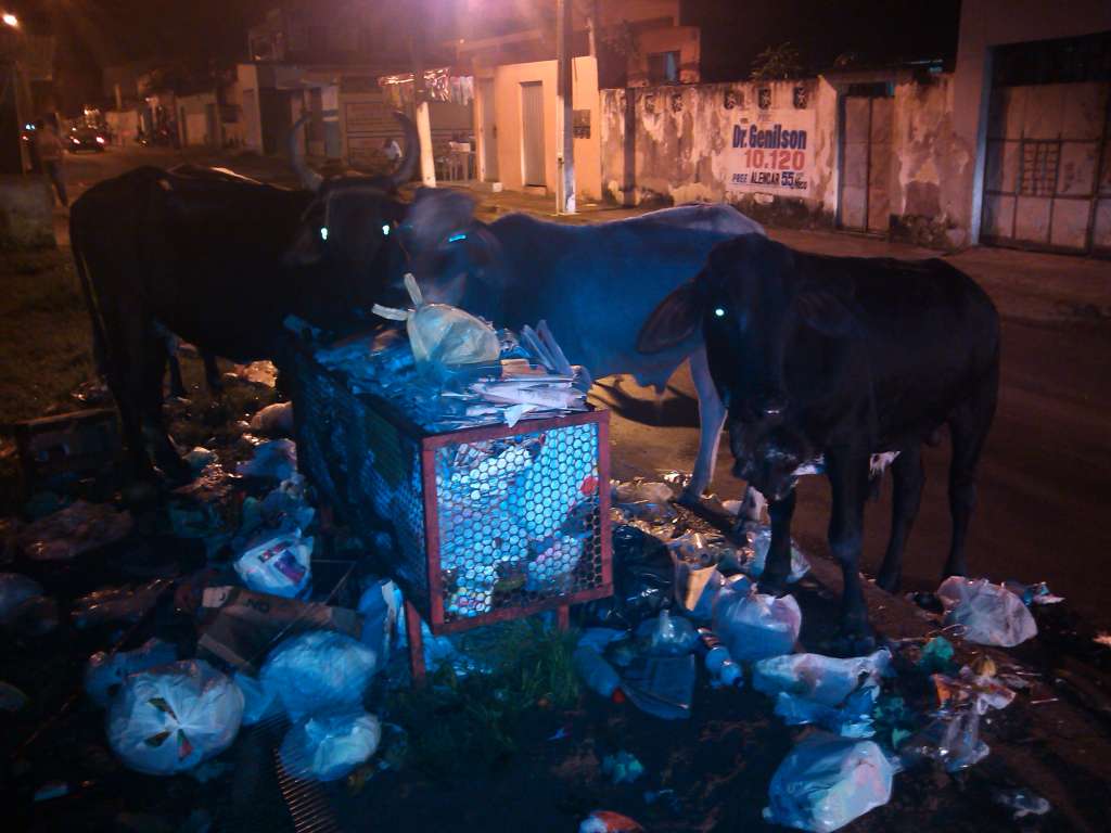 Animais e lixo tomam conta de ruas na cidade de Simões Filho