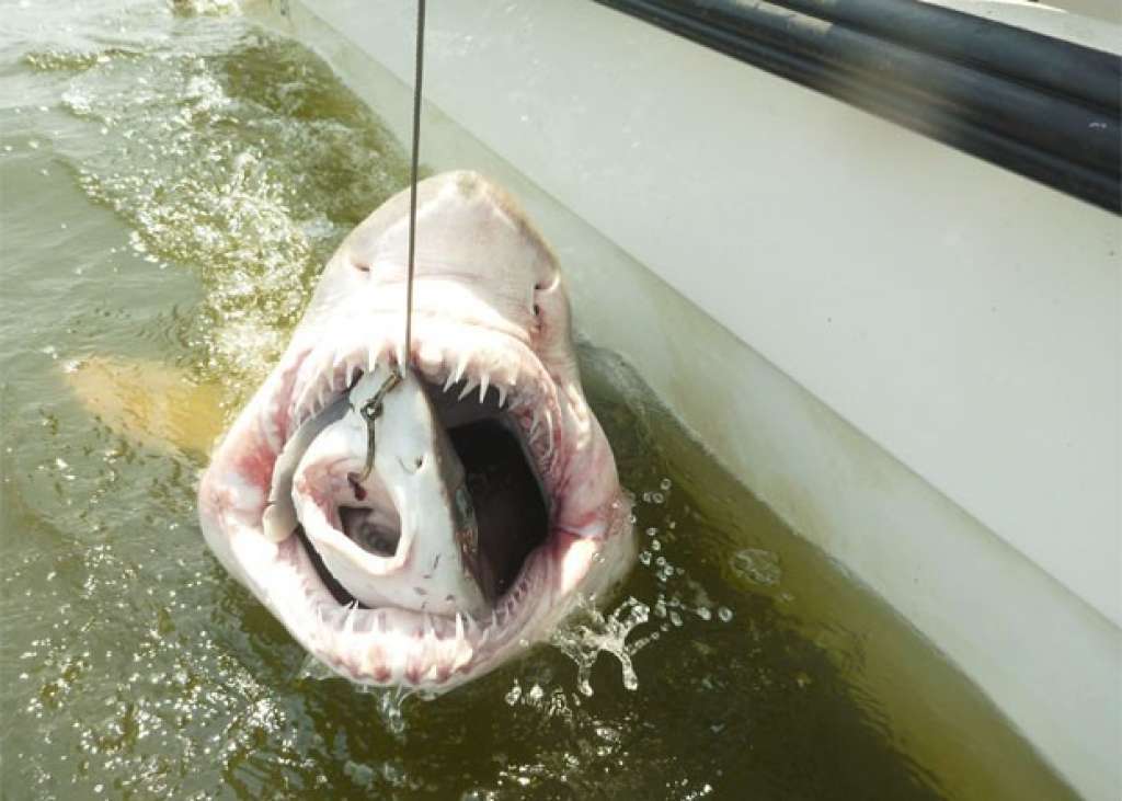 Pesquisadores fisgam tubarão enorme com outro menor na sua boca