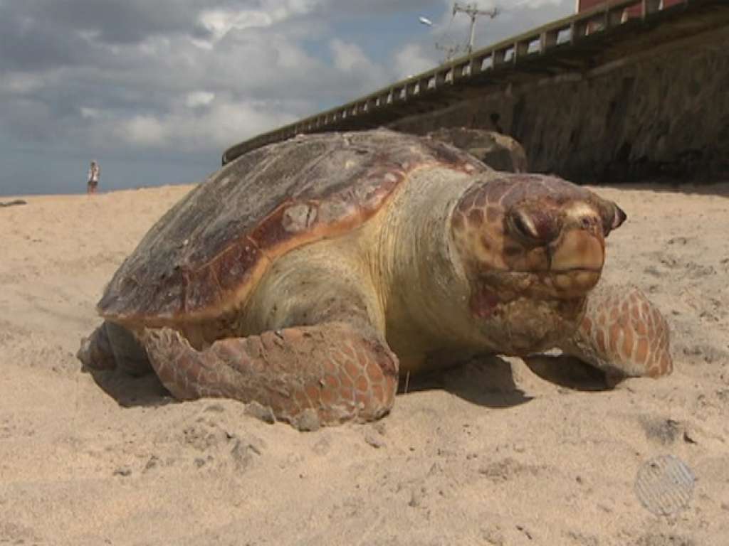 Tartaruga é encontrada na praia de Ondina, em Salvador