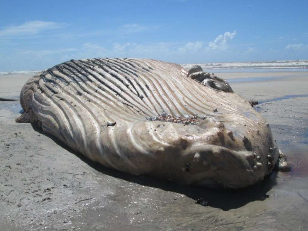 Baleia é encontrada morta e encalhada na praia em Ilhéus