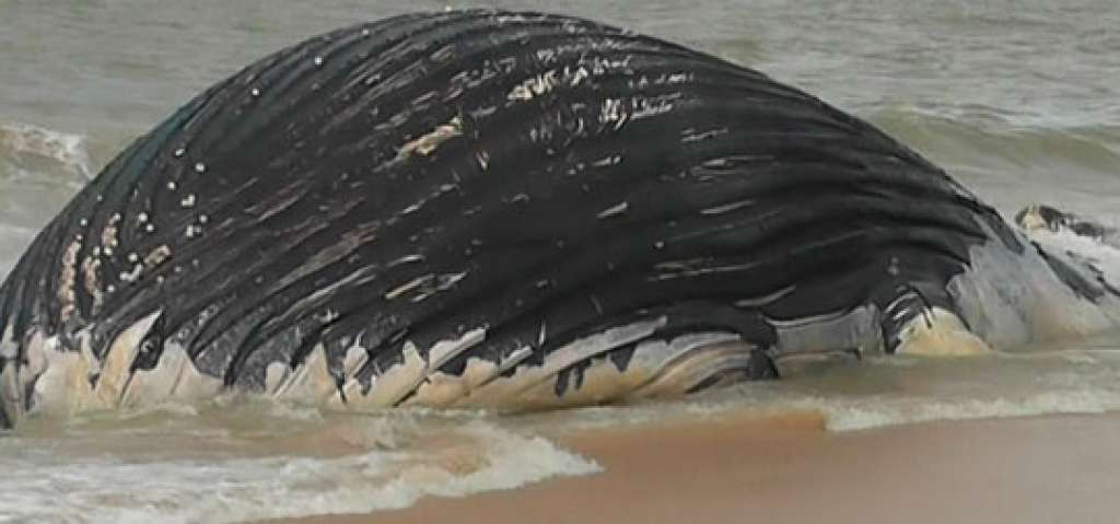 Baleias jubartes são encontradas mortas em praia do Sul baiano