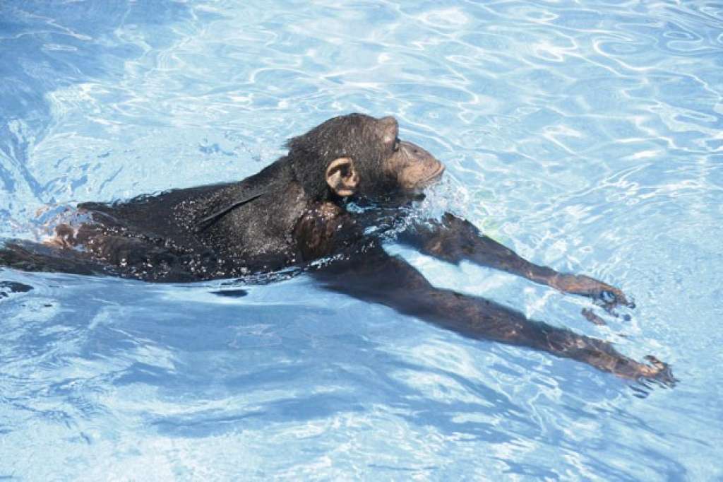 Cientistas constatam que macacos são capazes de nadar e mergulhar