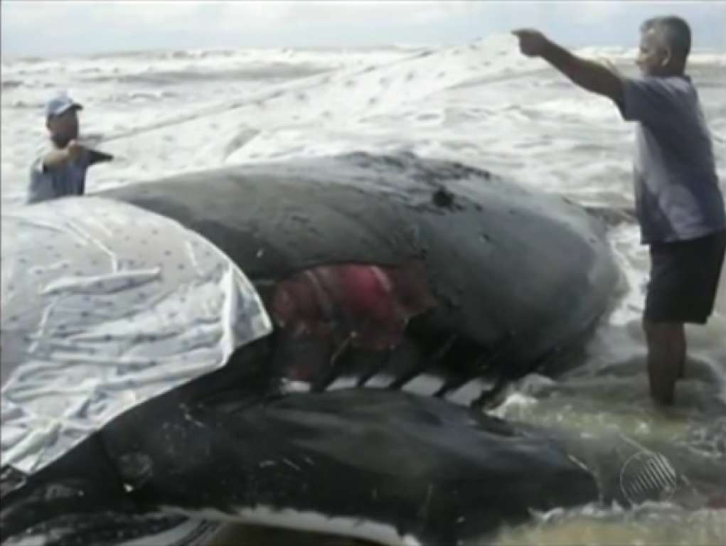 Tubarão da mesma espécia que matou turista em Pernambuco ataca baleia na Bahia