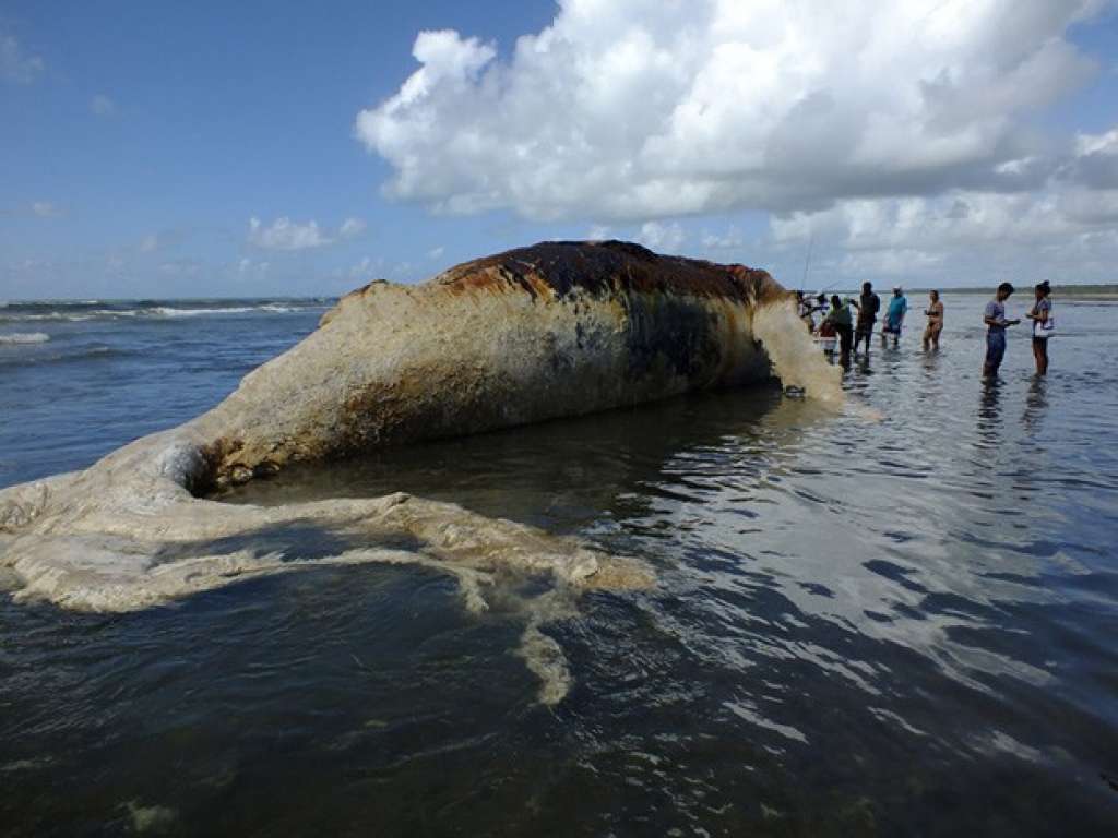 Baleia de cerca de 14 metros encalha em praia de Morro de São Paulo