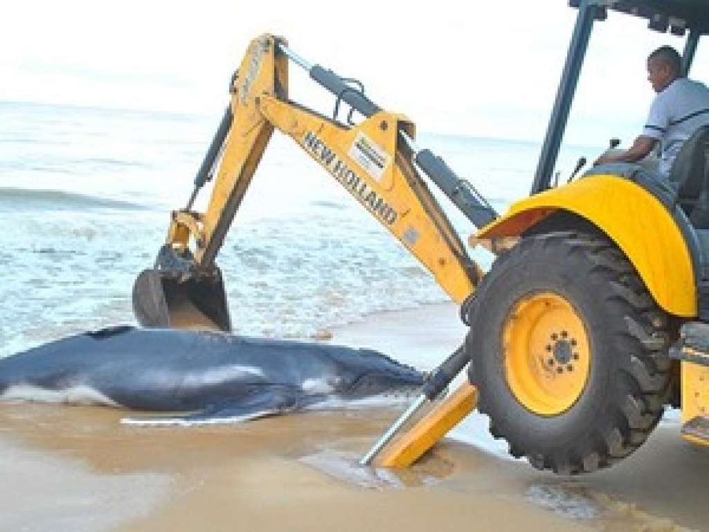 Baleia aparece morta em praia do Prado