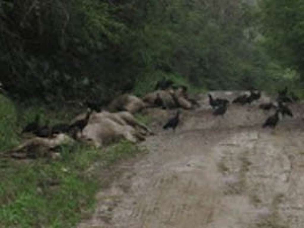 12 animais são encontrados mortos em estrada rural de Barro Preto