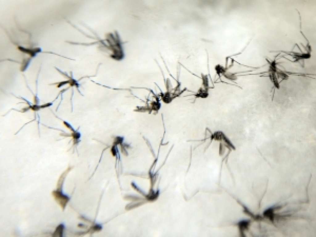 19 bairros de Salvador têm risco elevado de epidemia de dengue