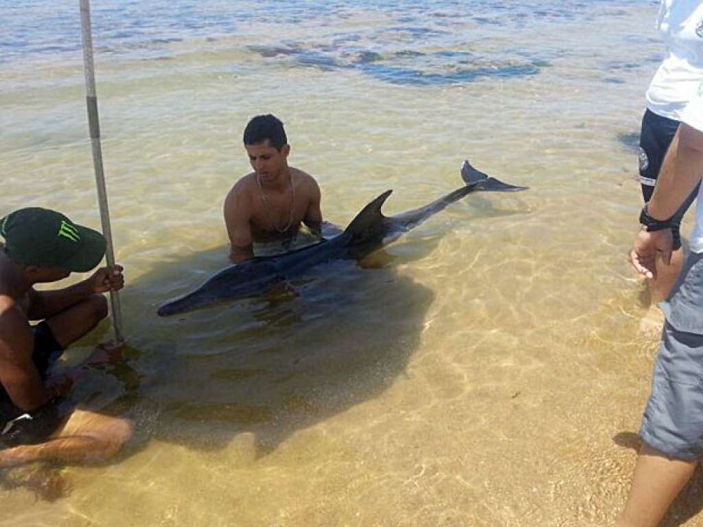 Golfinho morre após encalhar nas pedras de mar de Lauro de Freitas