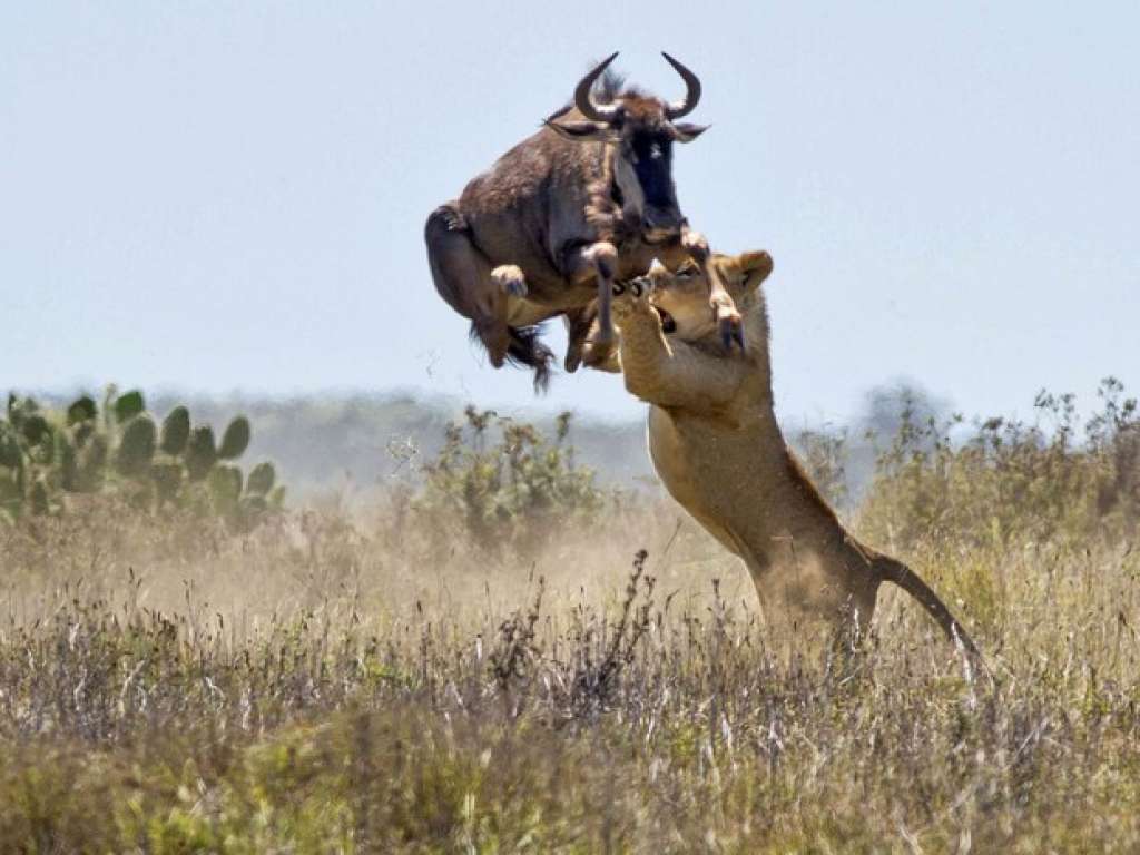 Gnu salta a uma altura de 2 metros para escapar de ataque de leoa