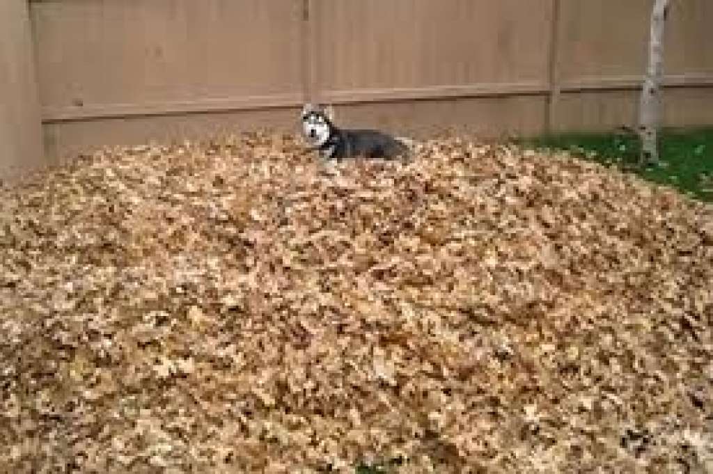 Reação de cão ao encontrar um monte de folhas secas; veja vídeo