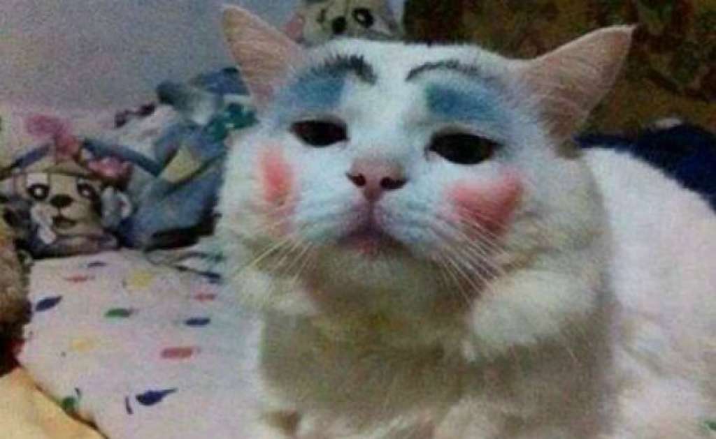 Foto de gato maquiado choca internautas; veja