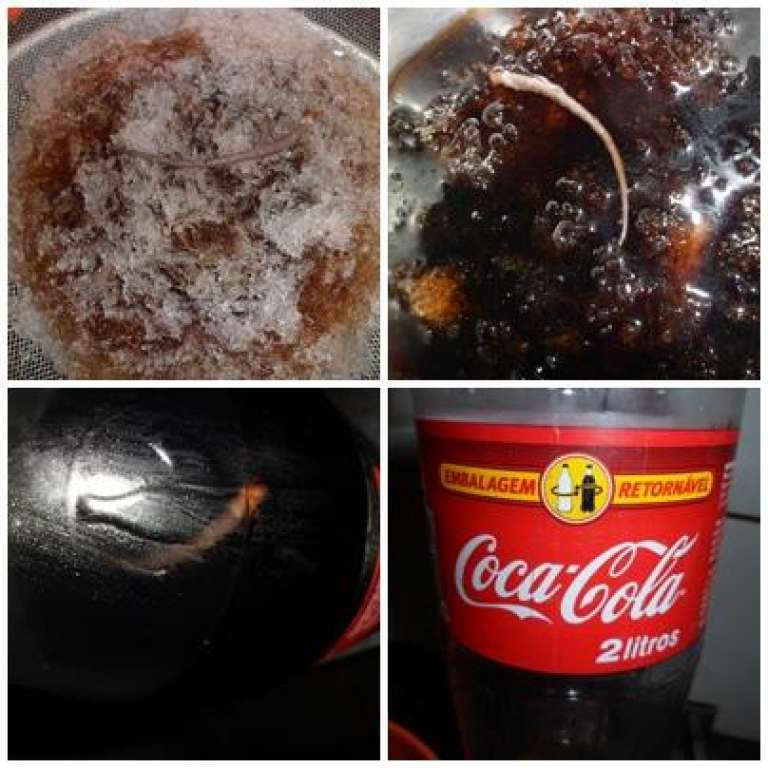 Rabo de rato é encontrado em garrafa de Coca-Cola; veja as fotos