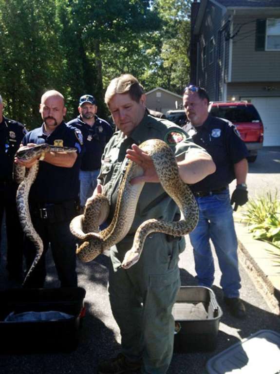 Autoridades apreendem cerca de 850 cobras em casa