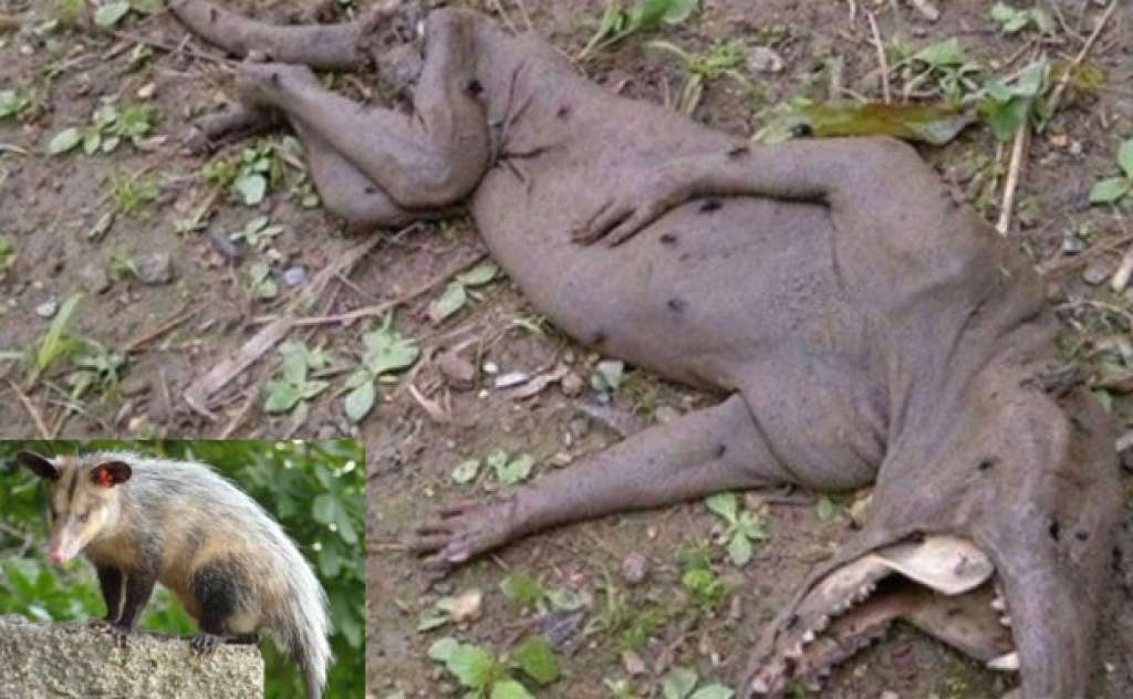 Criatura misteriosa encontrada na Venezuela seria um gambá