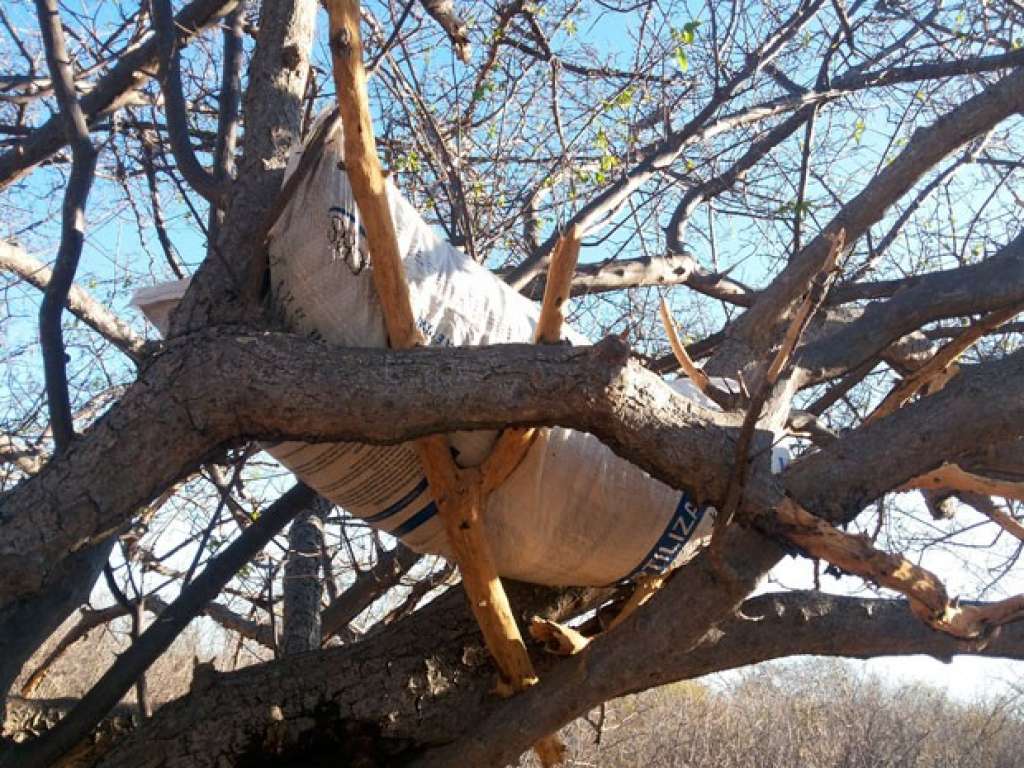 Saco com 14 kg de maconha é abandonado em cima de árvore