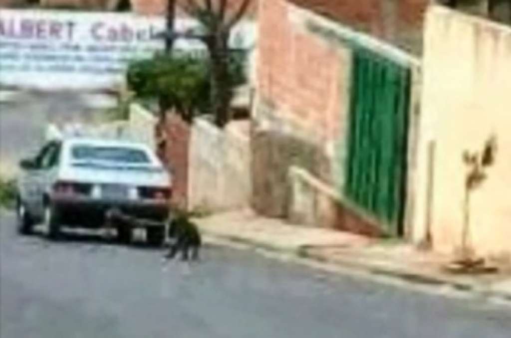 Ex-delegado arrasta cão amarrado em carro por 4km