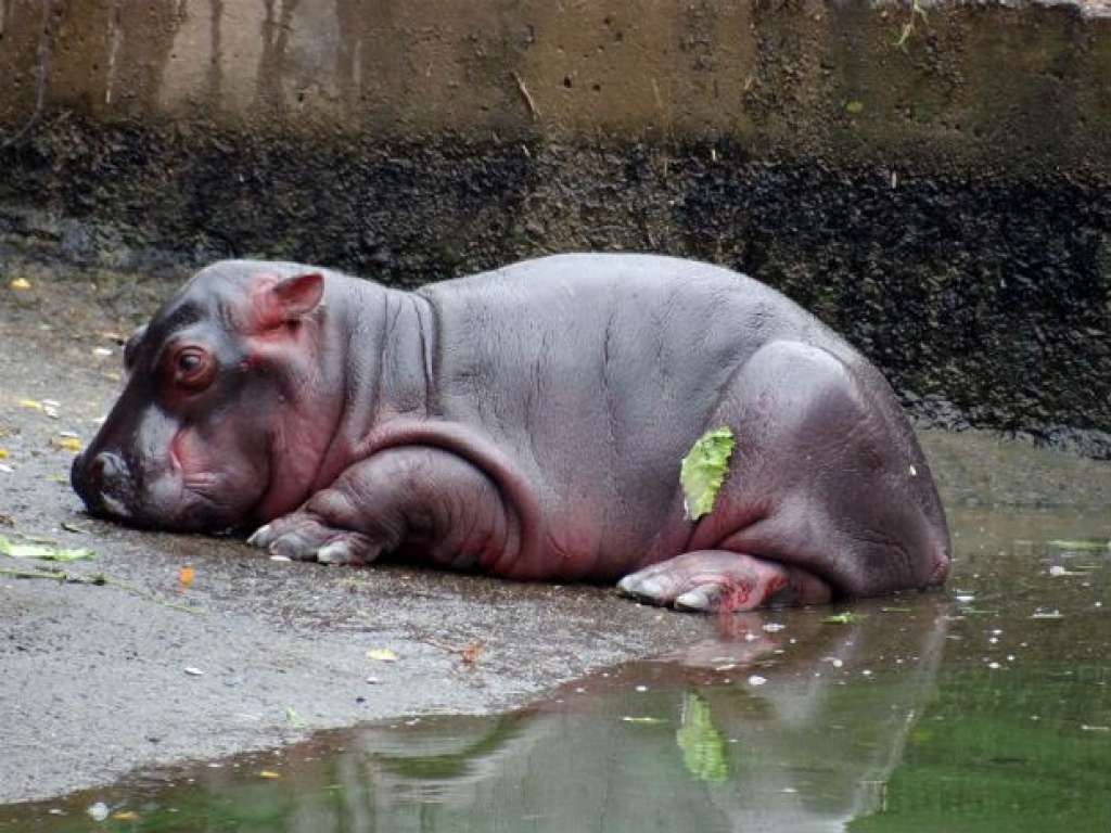 Nasce filhote de hipopótamo fêmea com 40 quilos no Zoo de Curitiba