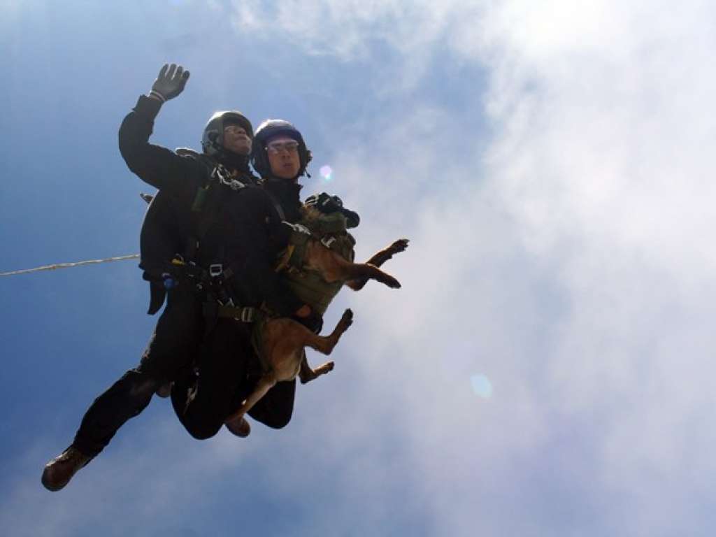 Cão paraquedista do Exército realiza salto livre pela primeira vez