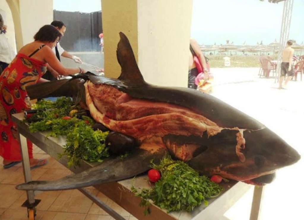 Foto de tubarão servido inteiro em resort na Tunísia cria polêmica na web