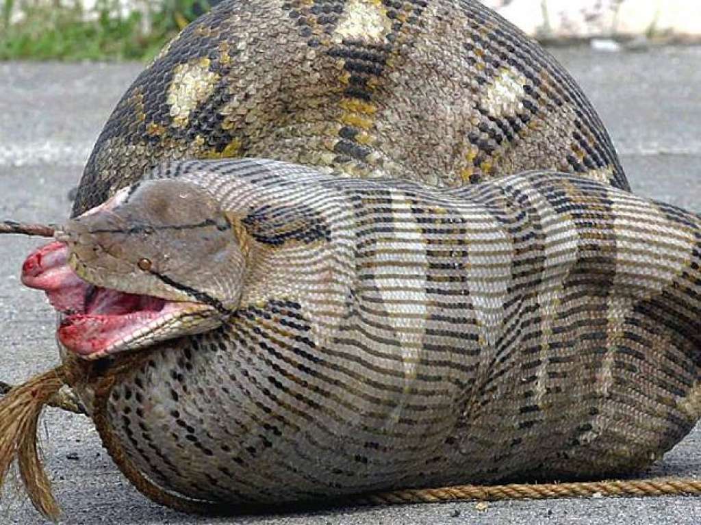 De bezerro a jacaré: quais são as maiores presas que uma cobra devora?