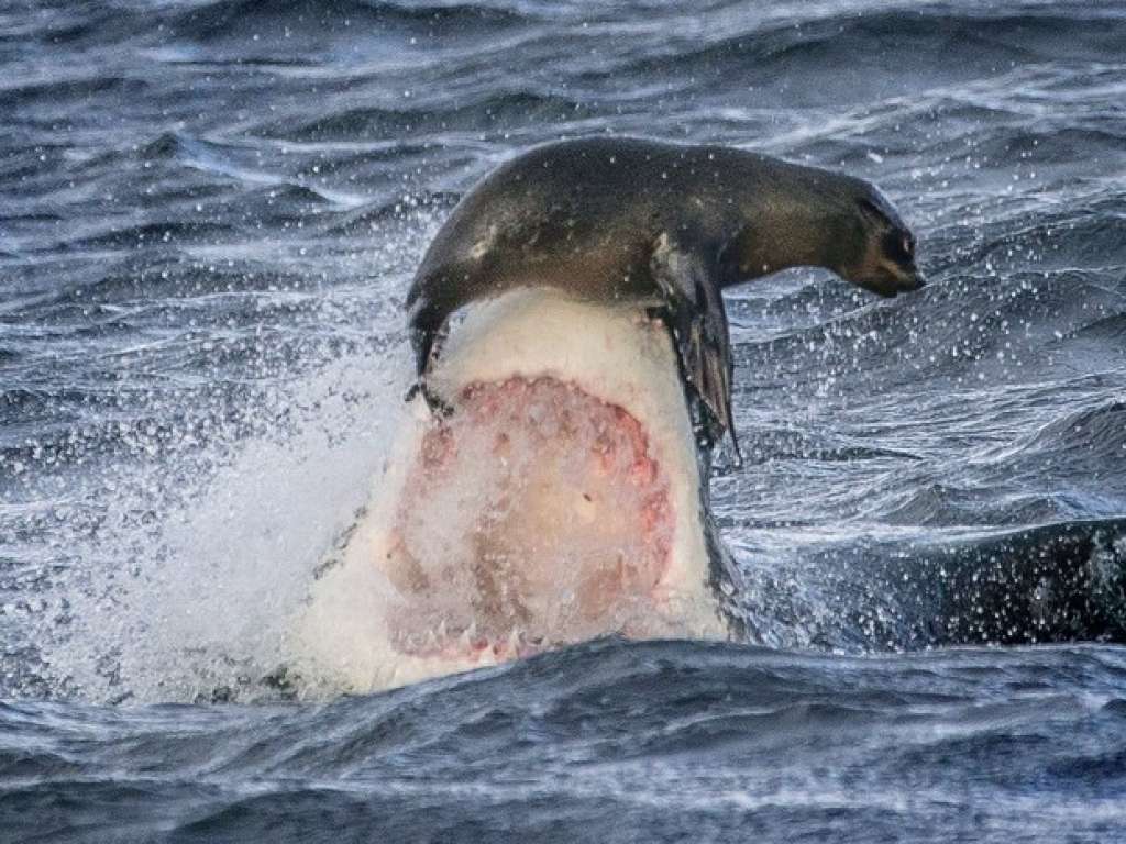 Foca se equilibra em focinho de tubarão e escapa de ataque