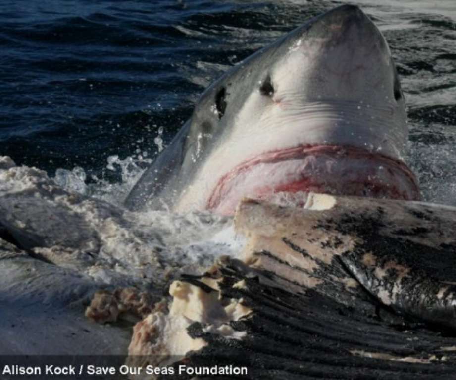 Tubarões-brancos devoram baleira; veja vídeo