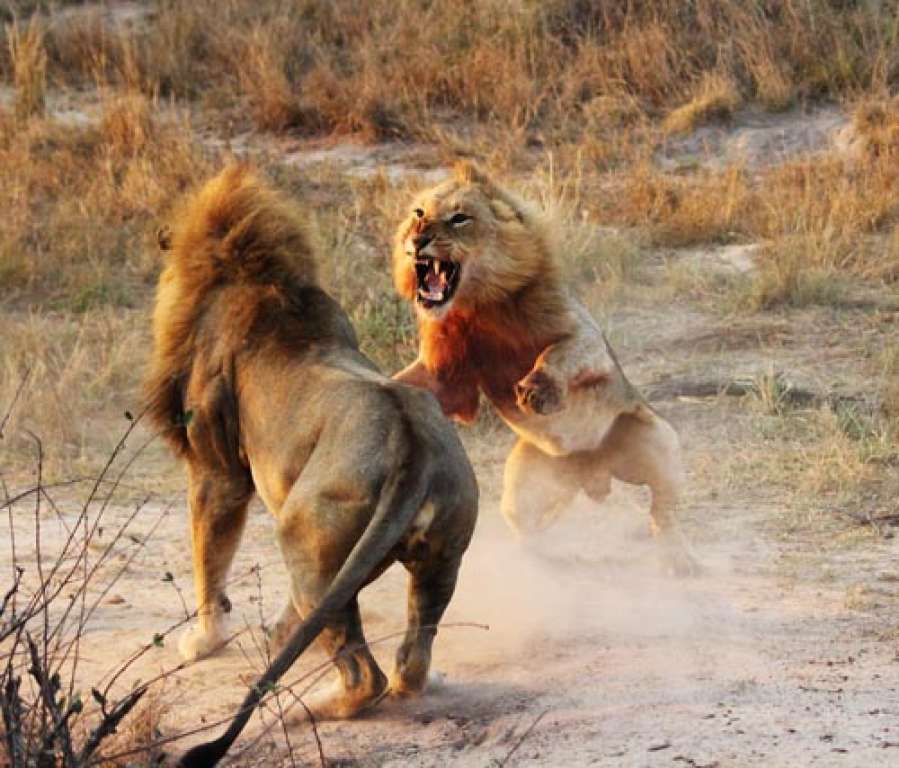 Leões travam batalha de duas horas por território e fêmeas