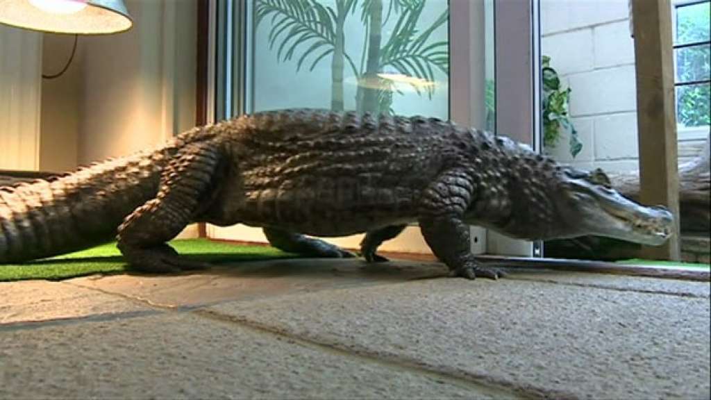 Britânico vive com crocodilo de 1,6 metro em casa