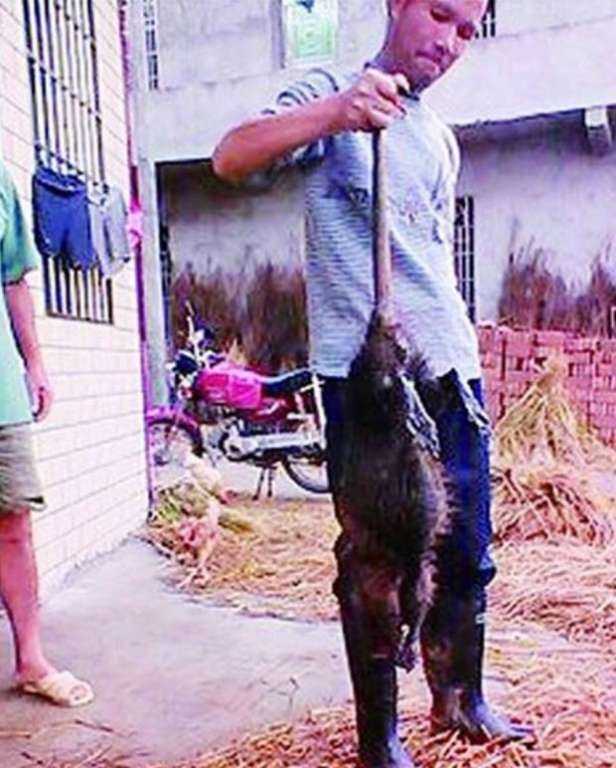Agricultores matam rato de 1 metro que aterrorizava cidade chinesa