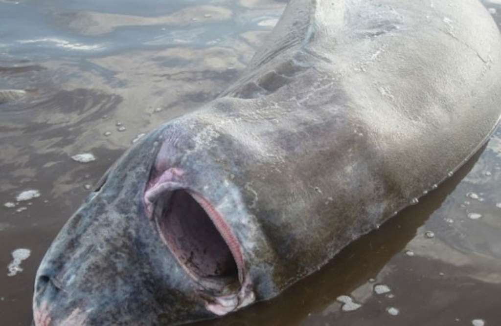 Dupla salva tubarão que estava engasgado com alce no Canadá