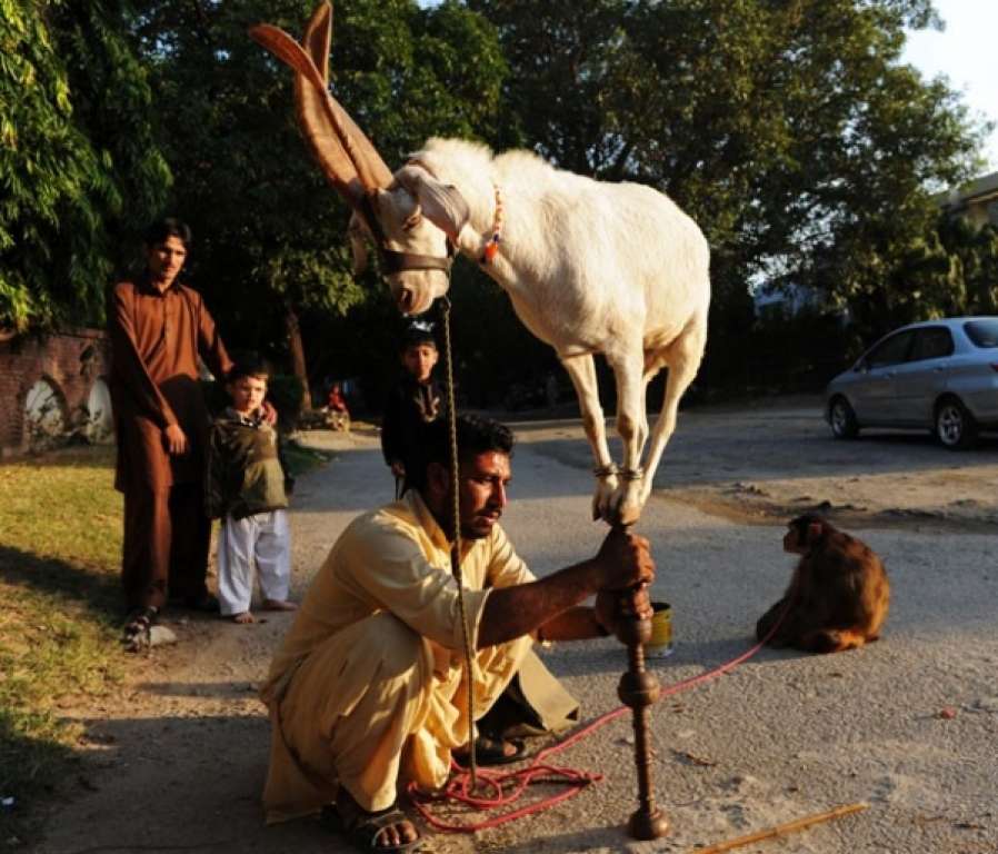 Cabra se equilibra em pedaço de madeira em cidade no Paquistão
