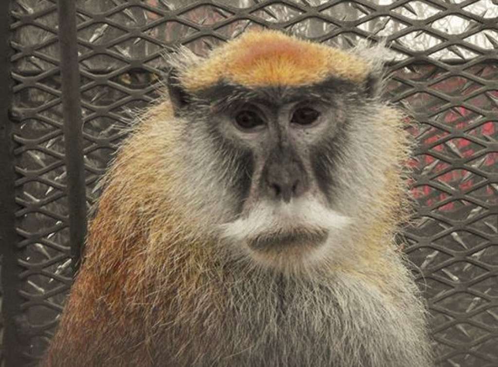 ‘Macaco de bigode’ é capturado após 1 ano e meio de perseguição nos EUA
