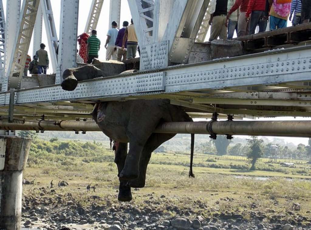 Sete elefantes morrem após colisão com trem na Índia; imagem é forte