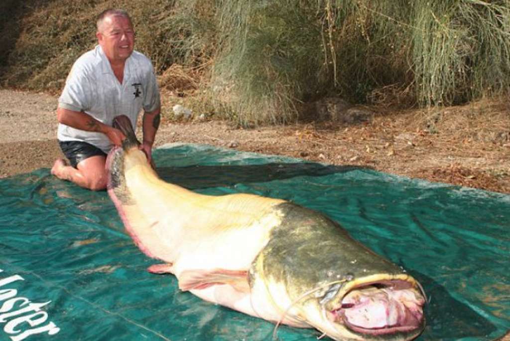 Britânico pesca peixe albino de 94 quilos e espera bater recorde mundial