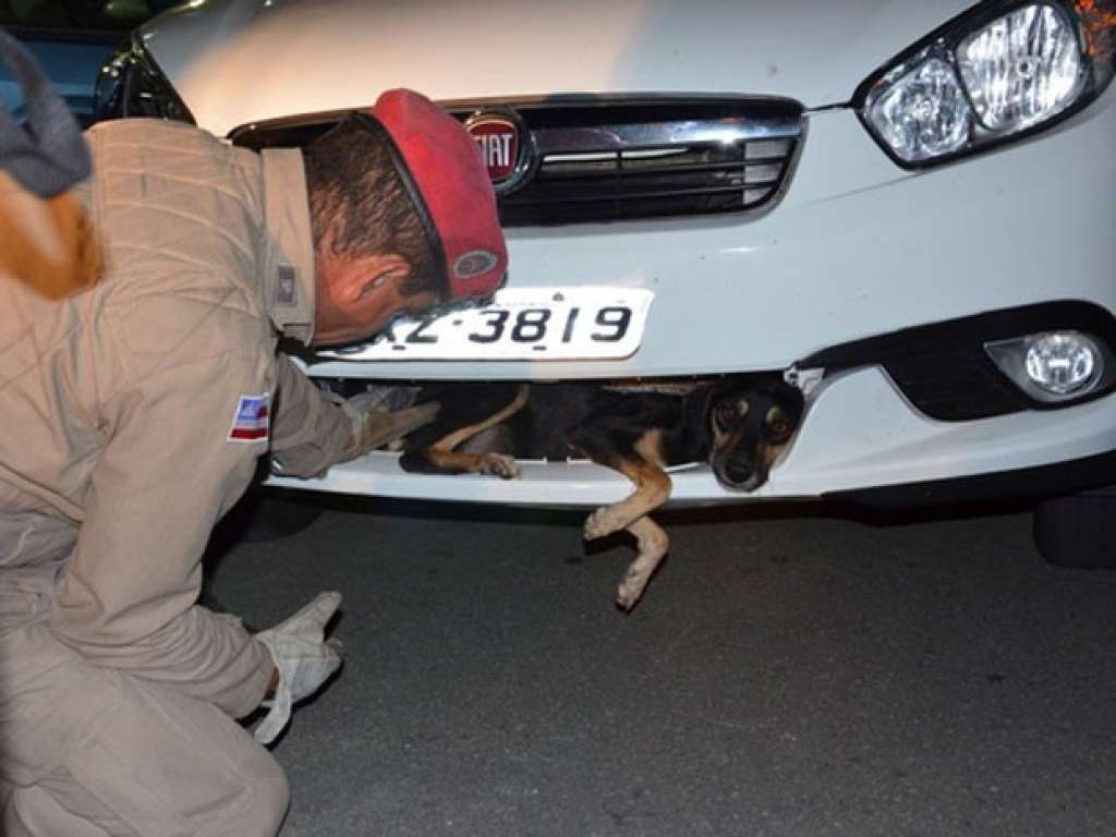 Cão é resgatado após ser atropelado e ficar preso em carro por 90km
